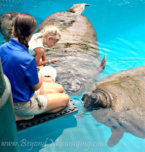 Get Up Close With Sea Animals At The Miami Seaquarium