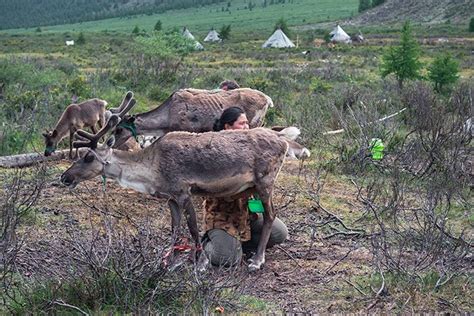 How To Visit The Tsaatan Reindeer Herders In Mongolia Reindeer Herders Mongolia Reindeer