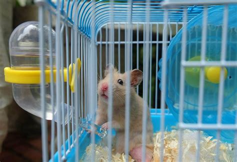 How To Choose The Right Cage Size For Syrian Hamsters 9 Tips And Faq