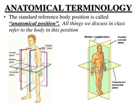 Ppt Human Anatomy 101 Powerpoint Presentation Id3388200