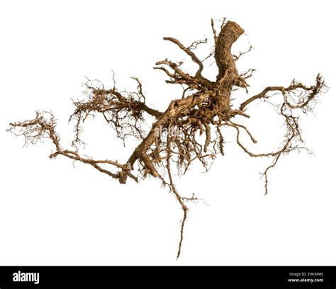 Tree Roots Background Hi Res Stock Photography And Images Alamy
