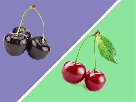 the difference between sweet and sour cherries chatelaine