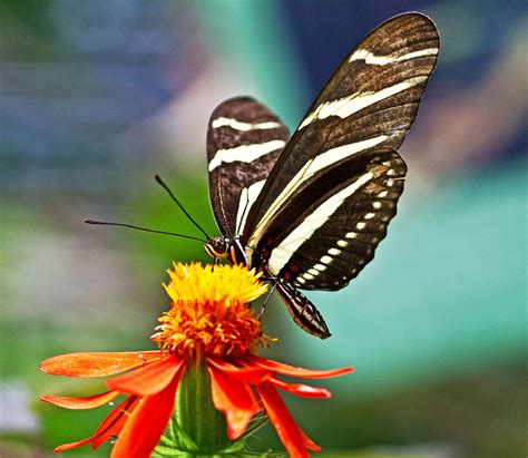 Zebra Heliconian Heliconius Charithonia Rain Forest Of T Flickr