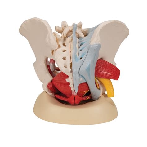 Model Of Female Pelvis With Ligament The Best Porn Website