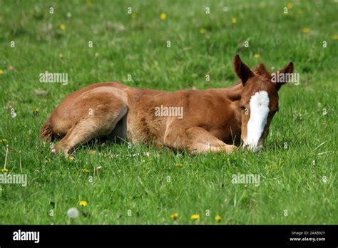 Chestnut Quarter Horse Mare And Foal Stock Photo Alamy