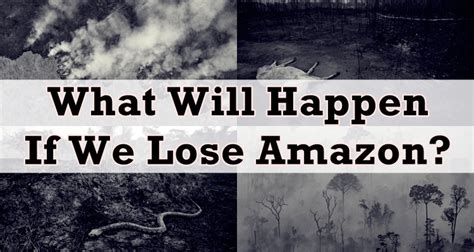 Amazon Rainforest What Will Happen If We Lose Amazon