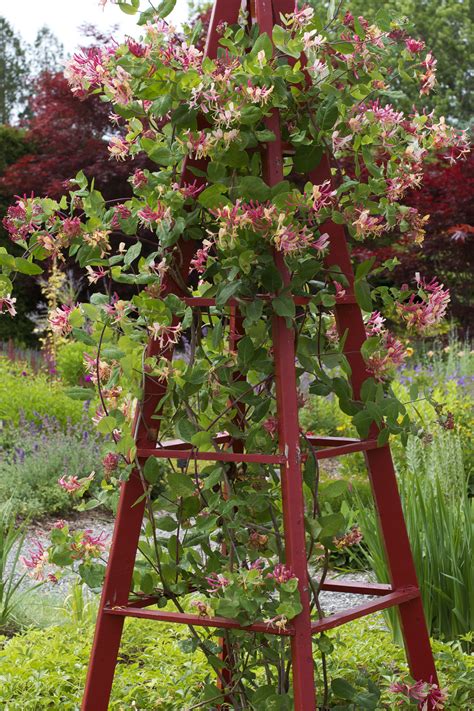 It is a tropical looking plant that climbs by using tendrils to wrap around stems or bark for support as it grows up tall objects like fences or pine trees. These climbing flowering vines are a real focal point in ...