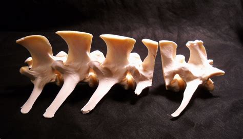 Deer Vertebrae Segments Taxidermy Real Skeleton Spine Bones