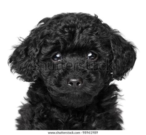 Black Toy Poodle Puppy 6 Week Stock Photo Edit Now 98961989