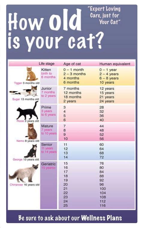 Animal Age Chart Xolering