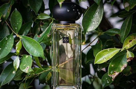 Golden Needle Tea Jo Malone London Perfume A Fragrance For Women And Men 2016
