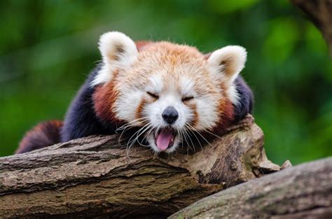 무료 이미지 포유 동물 척골가 있는 붉은 팬더 육상 동물 야생 생물 식인종 동물원 잎 구레나룻 나무 유기체