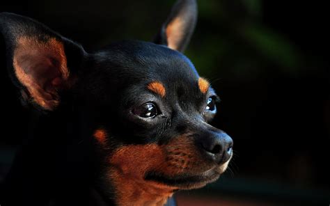 Download Wallpapers 4k Chihuahua Close Up Summer Dogs Black