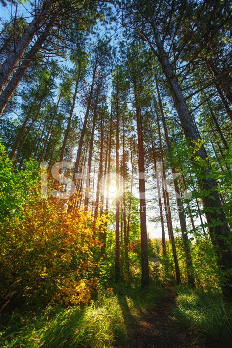 Morning Sun Shining Through Forest Trees Stock Photos