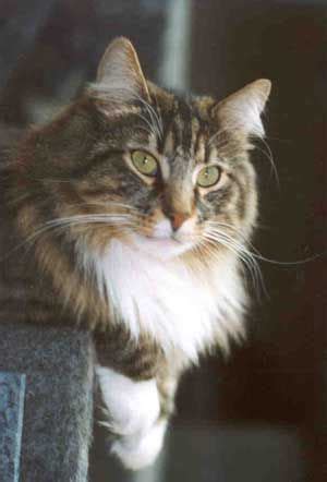 The norwegian forest cat is a fluffy, long haired breed. Winterfyre Norwegian Forest Cats | Norwegian forest cat ...