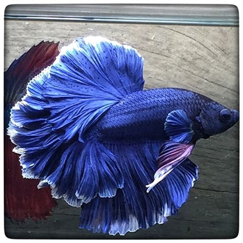 AquaBid Com The Blue Rosetail 1239 Betta Fish Tank Betta Fish