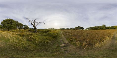 360 Hdri Panorama Of Dead Tree In High 30k 15k Or 4k Resolution