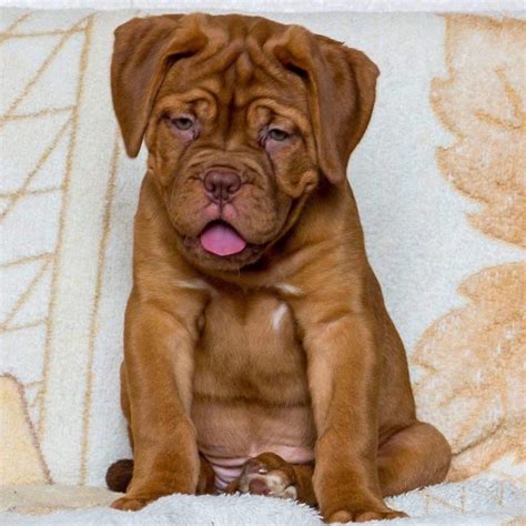 French Mastiff Puppies For Sale In Delhi Dav Pet Lovers