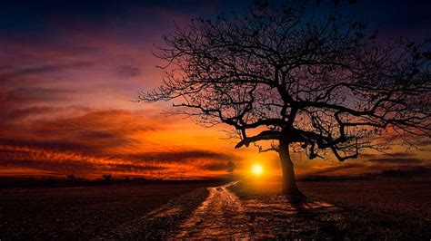 Hd Wallpaper Lonely Tree Lone Tree Sunset Orange Sky Red Sky