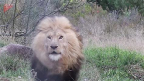 Watch Photographer Escapes Charging Lion