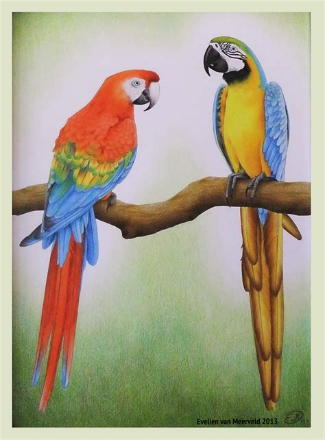 Parrot Drawing With Colour At Getdrawings Free Download