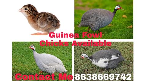 Guinea Fowltitarchina Murgi Chiks Youtube