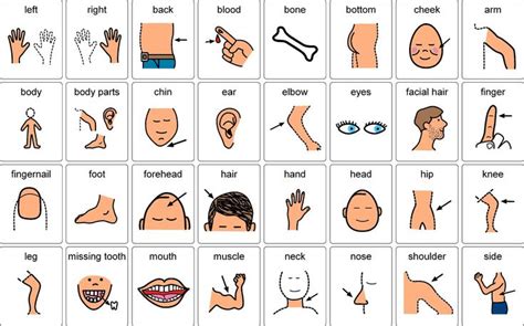 Human body parts pictures with names: Body Parts symbols sheet - free printable | Body Part ...
