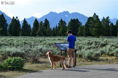 Visiting Grand Teton National Park With Dogs