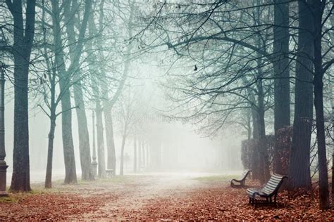 Misty Park In Autumn Stock Photo Image Of Bench Filter 84215754