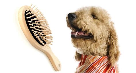 69 Best Of Best Brushes For Curly Hair Dogs Insectza