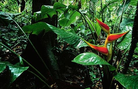 Lowland Tropical Rain Forest Southeast Ecuador