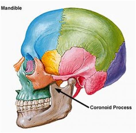 Coronoid Process Of The Mandible Where The Temporalis Muscle Inserts
