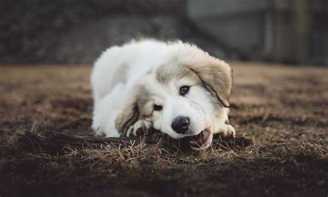 Rapid breathing is something almost all puppies do when they fall asleep. Services