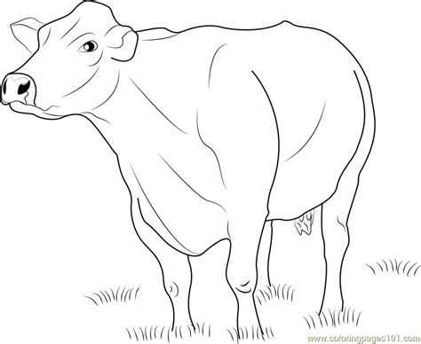 Jersey Dairy Cattle Coloring Page For Kids Free Cow