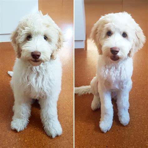 Best types of goldendoodle haircuts we love. Pin on Goldendoodle haircuts