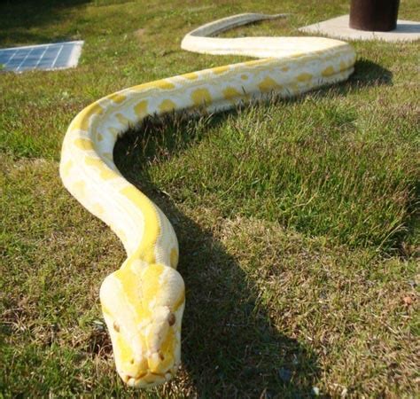 (central) african rock python など）はニシキヘビ科ニシキヘビ属に分類されるヘビである。かつてナタールニシキヘビ (学名: すべての花の画像: 50+素晴らしいニシキヘビ アルビノ