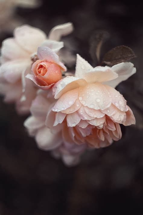 Rose Petals Drops Wet Pink Hd Phone Wallpaper Peakpx