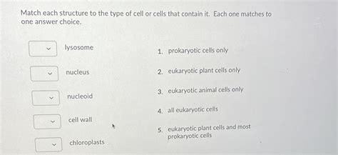 [solved] Match Each Structure To The Type Of Cell Or Cells That Contain It Course Hero