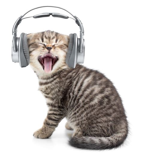Schließfach Digital Ader cat radio Krähe Bus Brüllen