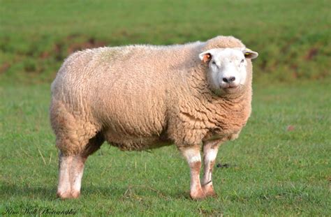 Some Interesting Facts About Sheep Wooden Blinds Direct