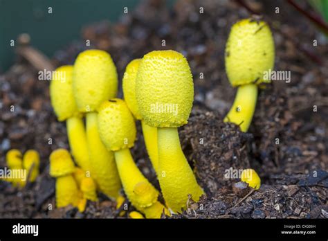 Leucocoprinus Birnbaunii A Bright Yellow Mushroom Which Commonly Grows