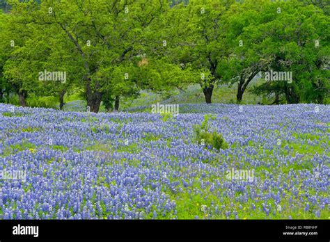 Flowering Texas Bluebonnets In A Large Field With Oak Tree Burnet
