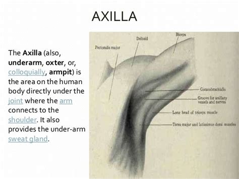 Axillary Armpit Muscles Of Upper Limb Bones And Muscles Sweat Gland