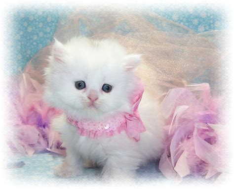 Two Kittens Sitting Next To Each Other On A Blue And Pink Background
