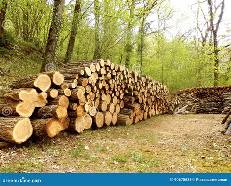 Log Piles In The Woods Stock Image Image Of Stacked 90675633