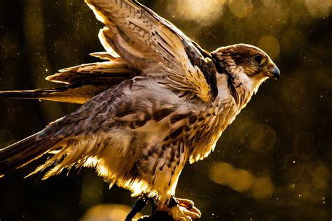 Hawk 5k Hd Birds 4k Wallpapers Images Backgrounds Photos And Pictures