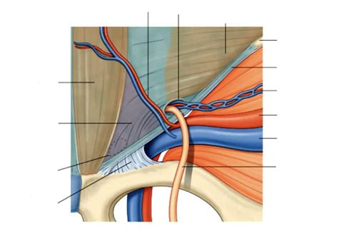 Diagram Of Inguinal Canal