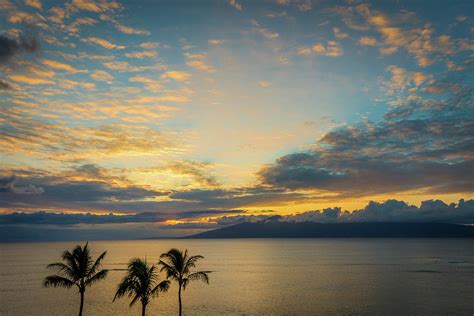 Tropical Hawaiian Palm Trees At Sunset Photograph By Daniel Solomon