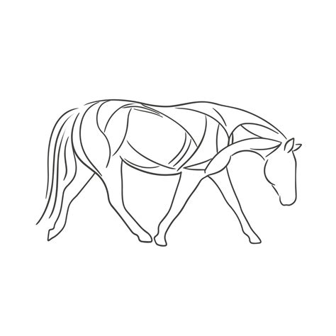 Gray Scale Equine | Equine Bodywork Services In PA, NJ