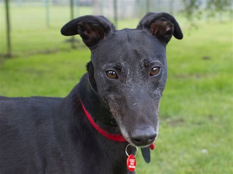 Can You Give The Mercedes Greyhound A Home In The Midlands